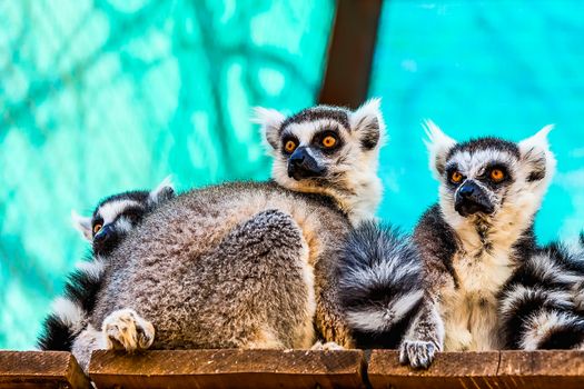 Lemurs family on the wood board planks surface in zoo