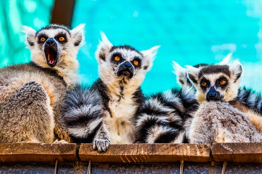 Lemurs sitting on the wood planks surface in zoo