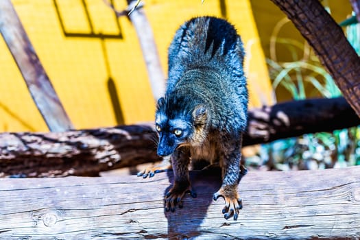 Lemur sitting on wood in zoo