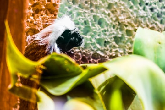 Monkey titi cotton-top tamarin in green leaves in zoo