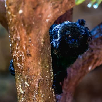 Black monkey sitting on tree in zoo