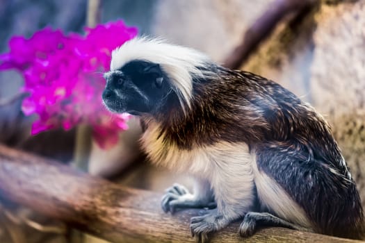 Monkey titi cotton-top tamarin sitting on tree in zoo