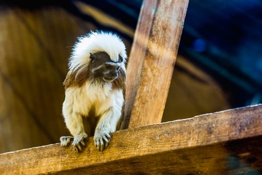 Monkey titi cotton-top tamarin sitting on wood board in zoo