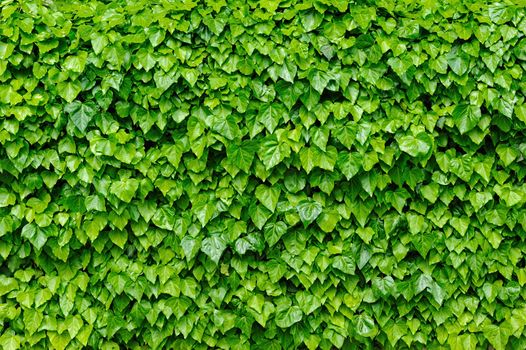 Fresh green lush ivy leaves covering the wall, good as background