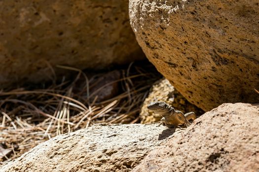 Lizard or lacertian reptile sitting on stone