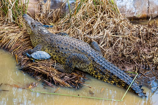 Crocodile with turtle on reed or cane on swamp
