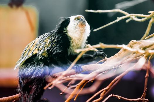 Monkey white-faced capuchin or titi de cara blanca sitting on branch tree in zoo