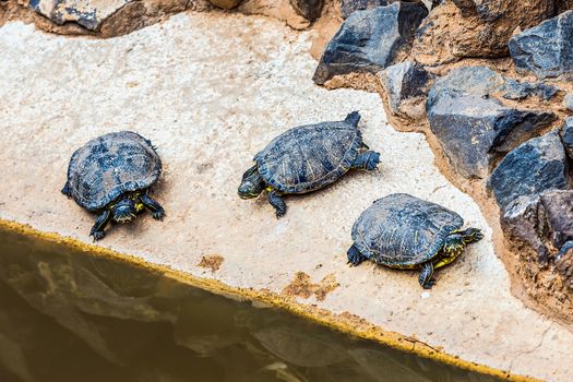 Turtles or tortoises on stone shore of swamp or pond