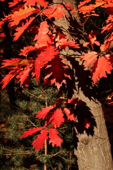 Poland.Forest with trees of the red oak with autumn.One can see the trunk of the red oak and leaves.Sunny October day.