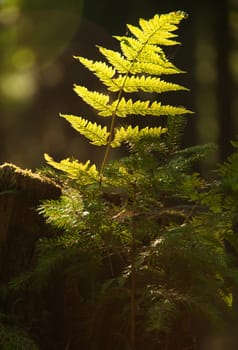 Poland.Bory Tucholskie National Park.Twig of the fern lighted with rays of the rising sun.