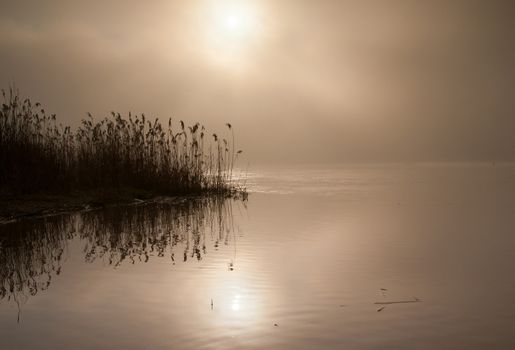 Poland.Foggy dawn on the Bug river in late summer.Very dense fog with the Sun's disc showing through and with reflecting reeds in the water.