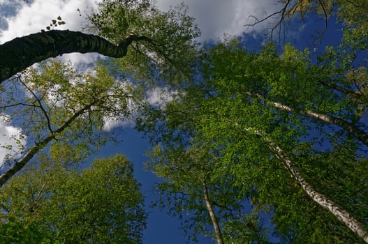 Poland.Bory Tucholskie National Park in spring.View from the bottom on crowns of birches on the background of the sky