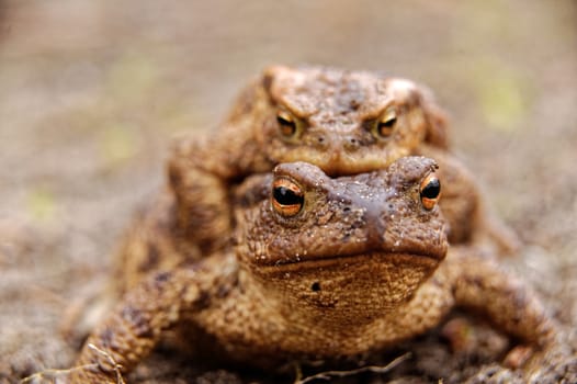 Poland,spring.Common toads in the course of the copulation.View from the front.Much smaller male sitting on the female.Cearly visible eyes of the female and times on the skin