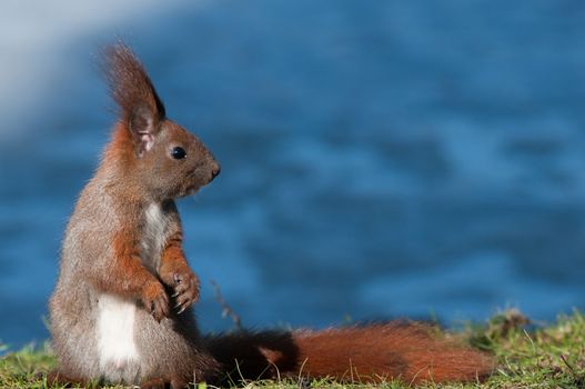 Poland.Lazienki Royal Park in Warsaw.Europan squirrel sittin on the shore of the pond and watching "what is going on"
