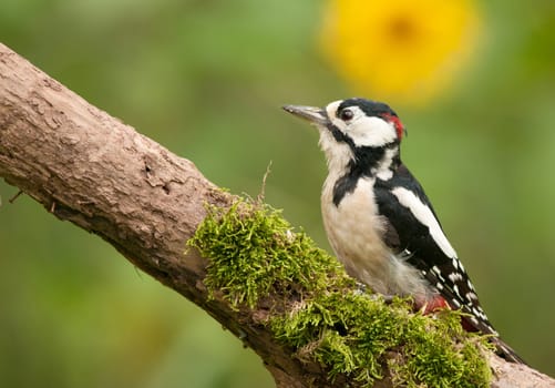 Poland,July.Adult male of the great spotted woodpecker sitting on the dead bough.In the background a yellow flower is visible.