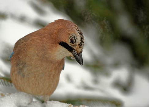 Poland in winter.Jay sitting on the snowy branch and looking for food.