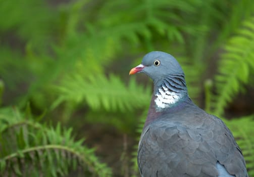 Poland in summer.Portrait of the Wood pigeon(Columba palumbus).He is sitting on the earth and in the background one can see ferns