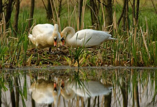 Poland , spring.Early morning.Pair of mute swan is building the nest ,above the edge of the old Bug river bed.Their figures are standing out in the water