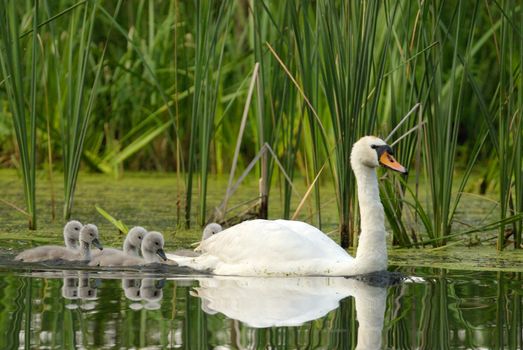 Poland , spring in May.Early morning the female the mute swan is swimming with chicks after the old river bed
