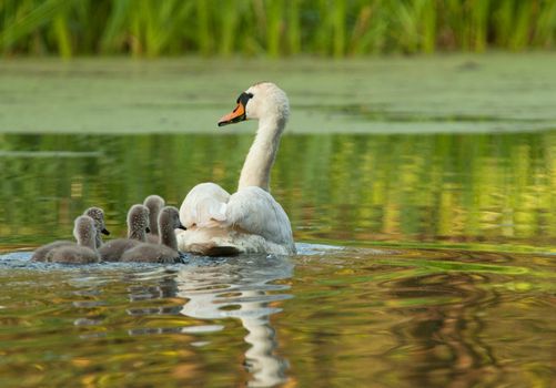 Poland , spring in May.Early morning the female the mute swan is swimming with chicks after the old river bed.Rear view in morning rays of sunshine