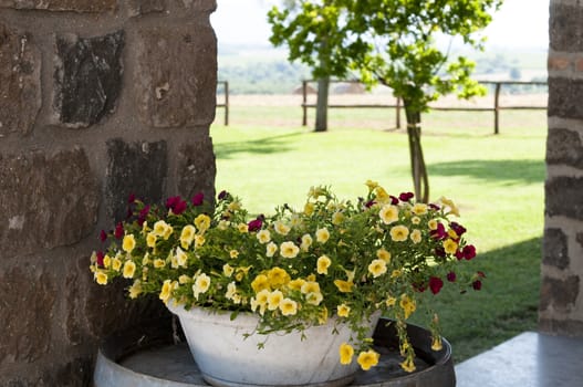 detail of a flower pot outside a manor