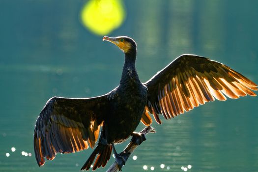 Poland , autumn.Bory Tucholskie National Park.Ostrowite lake near Chojnice town.Black Cormorant sitting on the branch and drying wings.The sun is illuminating feathers of his wings and giving flashes on water.