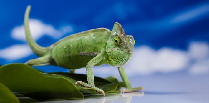 Chameleon on the blue sky, bright vivid exotic climate