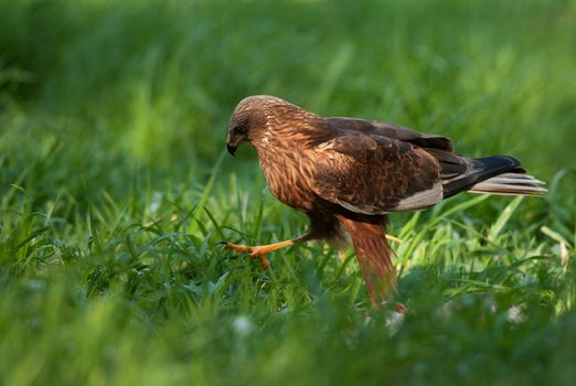 Poland in May.Marsh harrier male,going all over the meadow.Left side view.