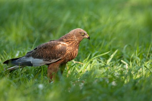 Poland in May.Marsh harrier male,sitting on the meadow and looking to the right expecting the acquisition.