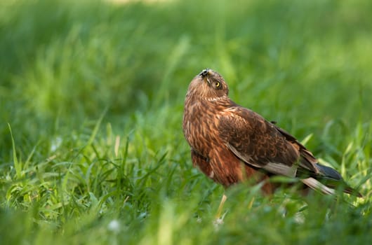 Poland in May.Marsh harrier male watching up.He is looking at the female coming flying.