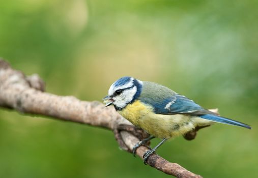 Poland in May.Blue tit sitting on the branch and eating the sunflower seed