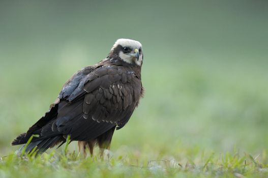 Poland in May.Female of the marsh harrier in the mating colour on the meadow.