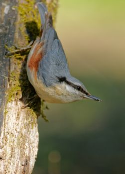 Poland in June.Nuthatch is sitting on the tree with head into the bottom.Vertical view.