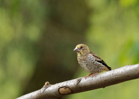Poland in June.Young Hawfinch sitting on the branch and waiting for the female with food