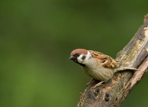 Poland in July.Tree sparow sitting on the branch
