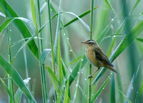 Poland in summer.Reeds above the edge of the old river bed.Aquatic warbler,rare and closely protected species of the bird , sitting on the reed.
