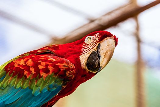 Closeup of head portrait of Red Macaw or Ara cockatoos parrot in zoo