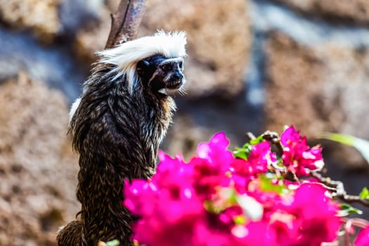 Monkey titi cotton-top tamarin sitting on tree in zoo