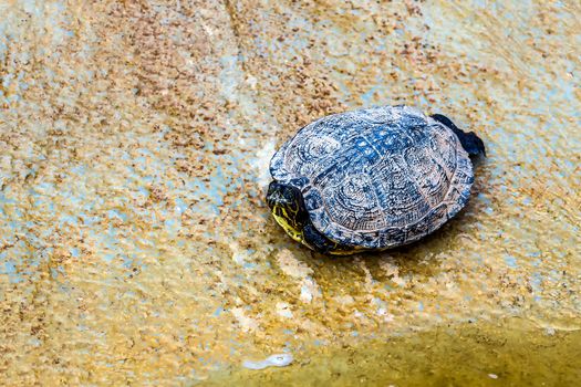 Turtle or tortoise on stone shore of swamp or pond