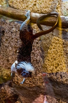 Monkey titi cotton-top tamarin hanging on tree in zoo