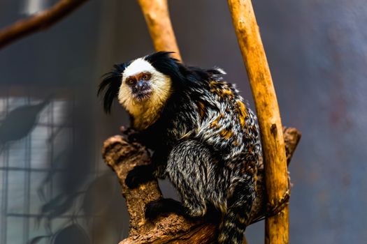 Monkey white-faced capuchin or titi de cara blanca sitting on wood in zoo