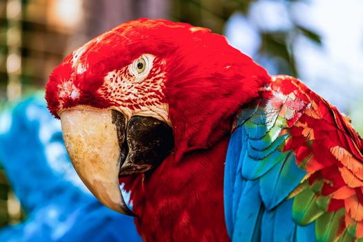 Closeup of head portrait of Red Macaw or Ara cockatoos parrot