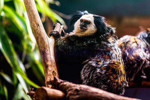 Monkey white-faced capuchin or titi de cara blanca sitting on branch tree in zoo