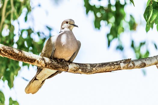 White-winged Dove or pigeon siting on wooden perch in zoo