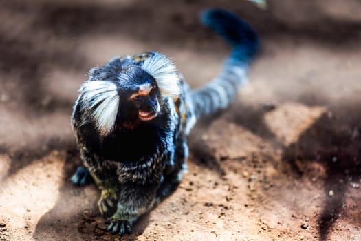 Monkey white tufted marmoset or titi de penachos blancos