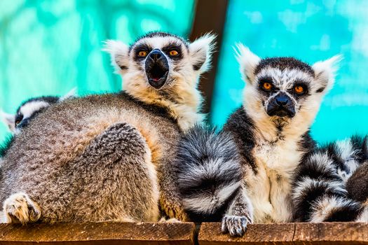 Lemurs sitting on  wood  planks surface in zoo