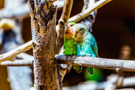Peach-faced Lovebirds parrots siting on wooden perch in zoo