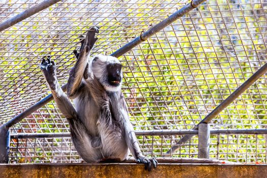 Gray langurs or Hanuman langurs monkey in zoo cell