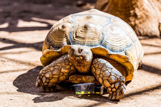 Turtle or tortoise on ground with food box in zoo
