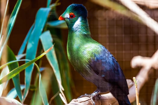Green parrot siting on wooden perch in zoo